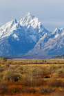 Grand Tetons and moose Art Print